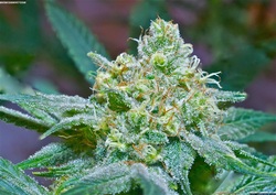 Los Angeles Marijuana Attorney